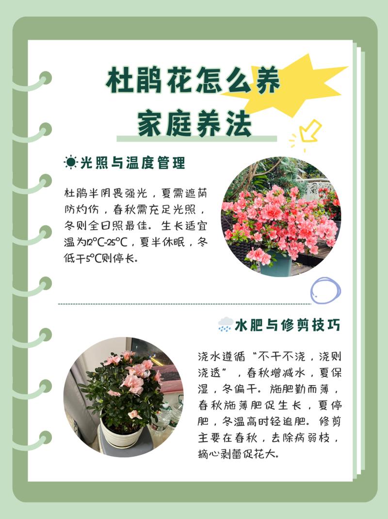 杜鹃花怎么施肥，杜鹃花怎么施肥浇水？-第3张图片-优品飞百科