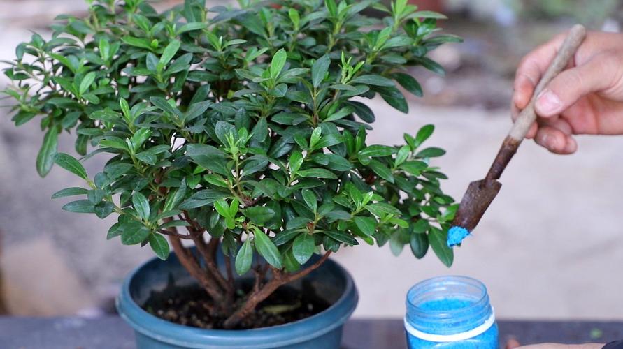 杜鹃花怎么施肥，杜鹃花怎么施肥浇水？-第7张图片-优品飞百科