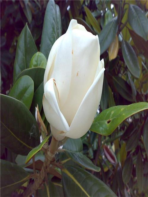 玉兰冬天养殖的禁忌，玉兰过冬注意事项