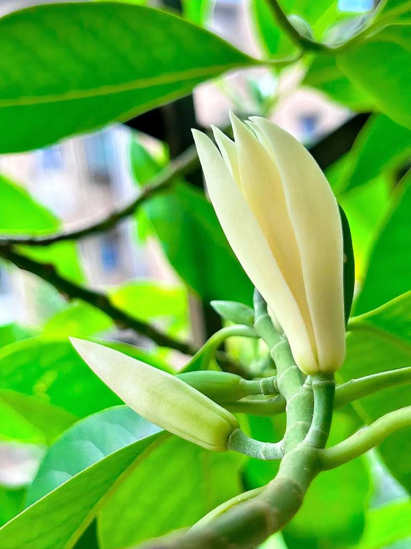 玉兰冬天养殖的禁忌，玉兰过冬注意事项-第2张图片-优品飞百科