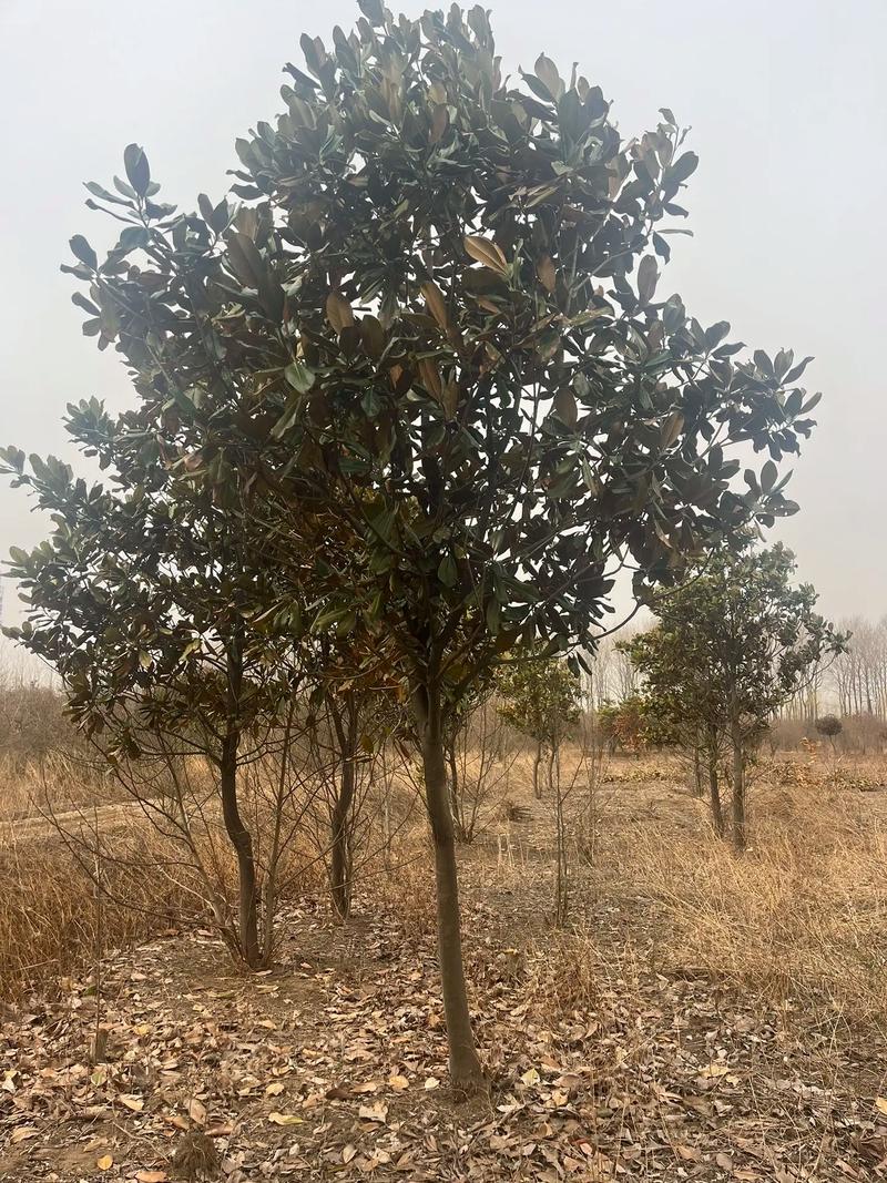 玉兰冬天养殖的禁忌，玉兰过冬注意事项-第3张图片-优品飞百科