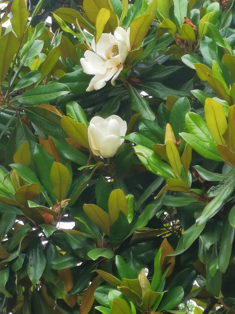 玉兰冬天养殖的禁忌，玉兰过冬注意事项-第4张图片-优品飞百科