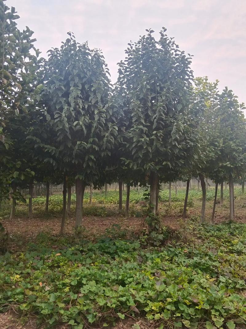 玉兰冬天养殖的禁忌，玉兰过冬注意事项-第5张图片-优品飞百科