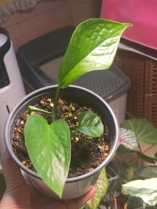 绿萝如何扦插繁殖？绿萝如何扦插繁殖快？-第2张图片-优品飞百科