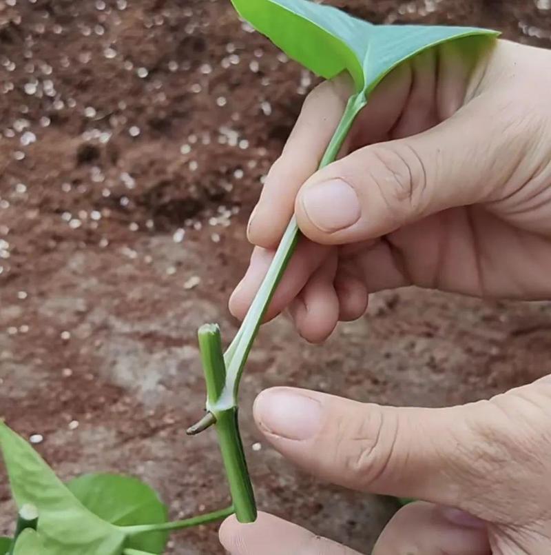 绿萝如何扦插繁殖？绿萝如何扦插繁殖快？-第3张图片-优品飞百科