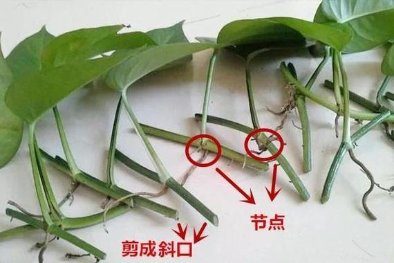 绿萝如何扦插繁殖？绿萝如何扦插繁殖快？-第4张图片-优品飞百科