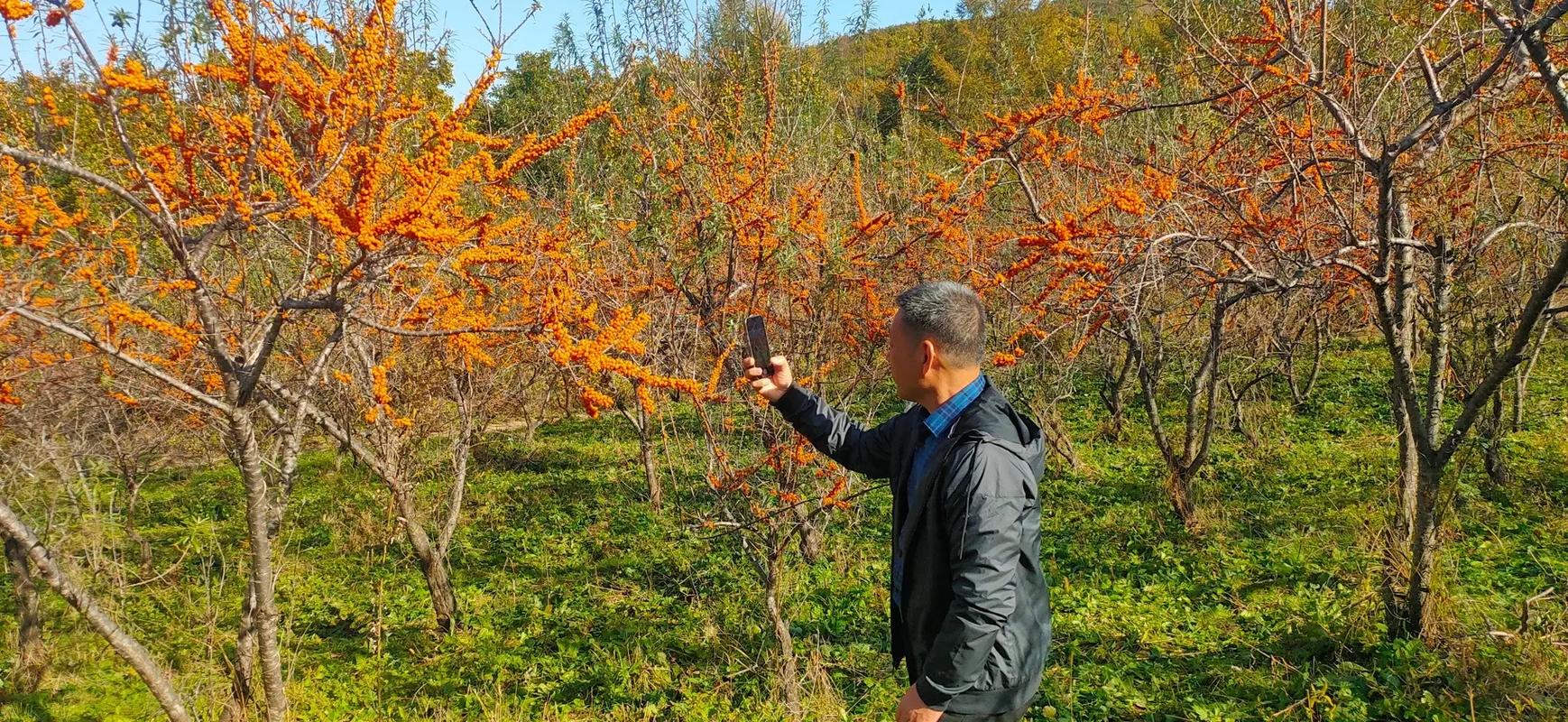 沙棘怎么种植，沙棘怎么种植最合适？