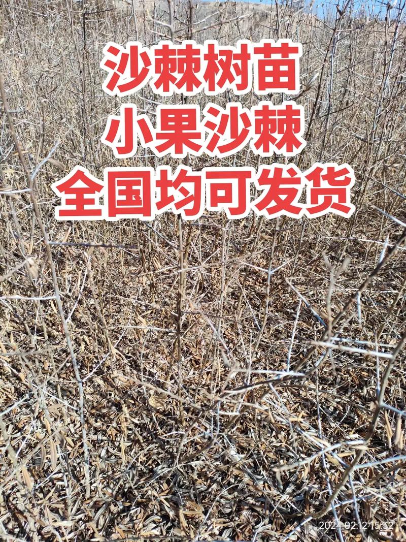 沙棘怎么种植，沙棘怎么种植最合适？-第3张图片-优品飞百科