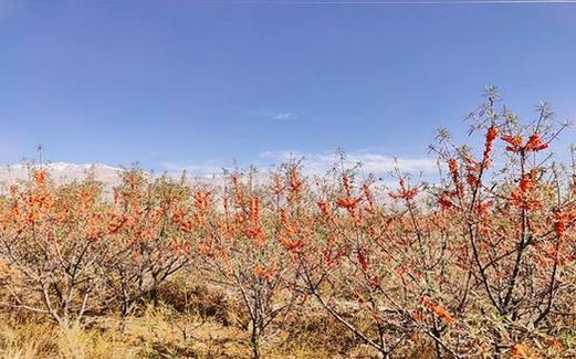 沙棘怎么种植，沙棘怎么种植最合适？-第4张图片-优品飞百科