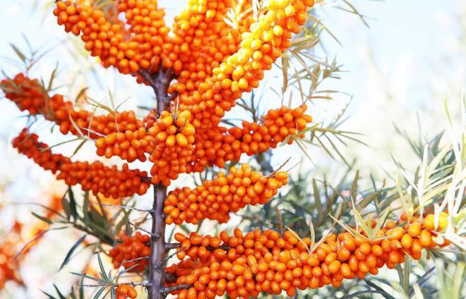 沙棘怎么种植，沙棘怎么种植最合适？-第6张图片-优品飞百科