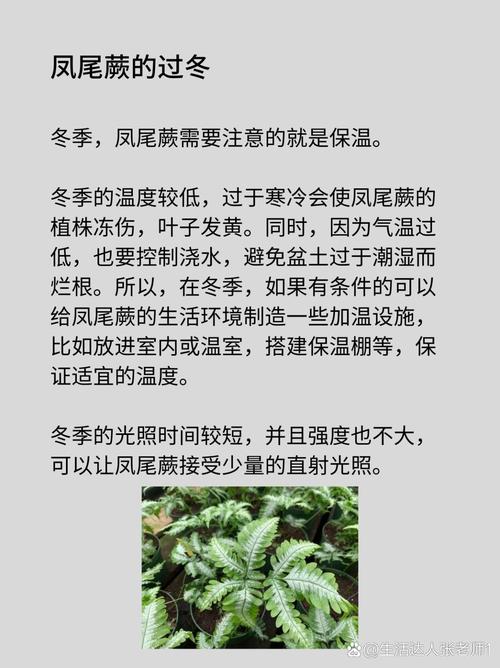 蕨类植物夏天怎么养？蕨类植物怎样种植？-第2张图片-优品飞百科
