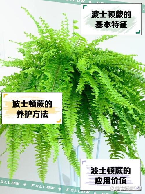 蕨类植物夏天怎么养？蕨类植物怎样种植？