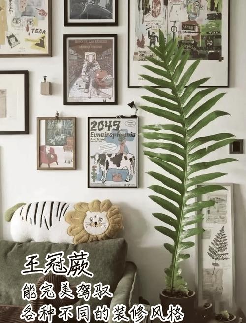 蕨类植物夏天怎么养？蕨类植物怎样种植？-第3张图片-优品飞百科