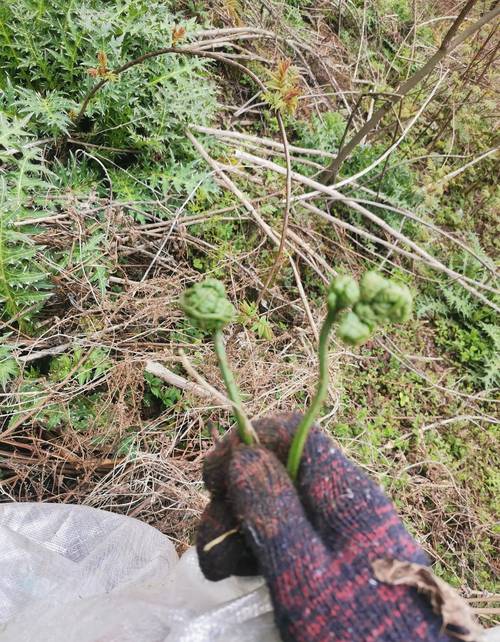 蕨类植物夏天怎么养？蕨类植物怎样种植？-第4张图片-优品飞百科