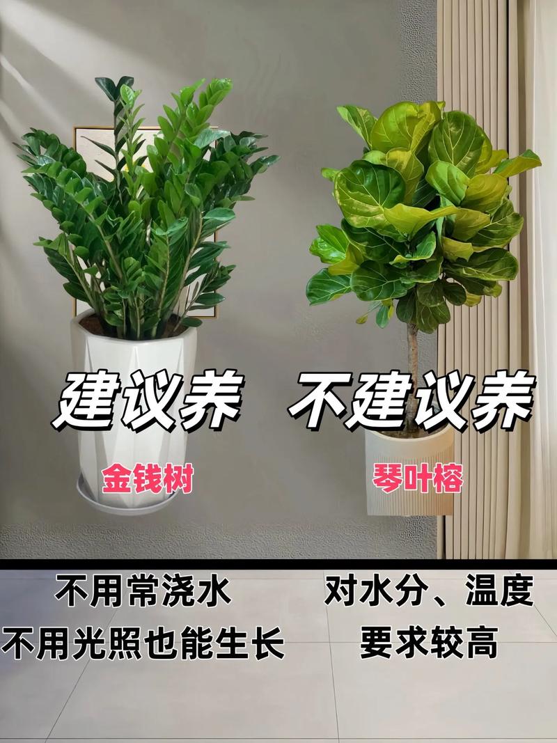 金钱树如何分株，金钱树怎样分株