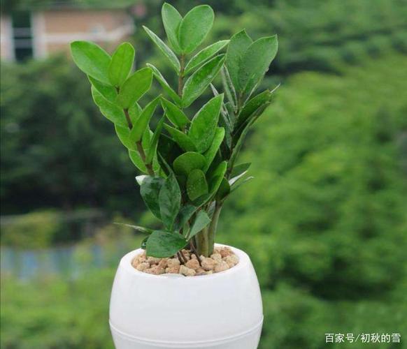 金钱树如何分株，金钱树怎样分株-第3张图片-优品飞百科