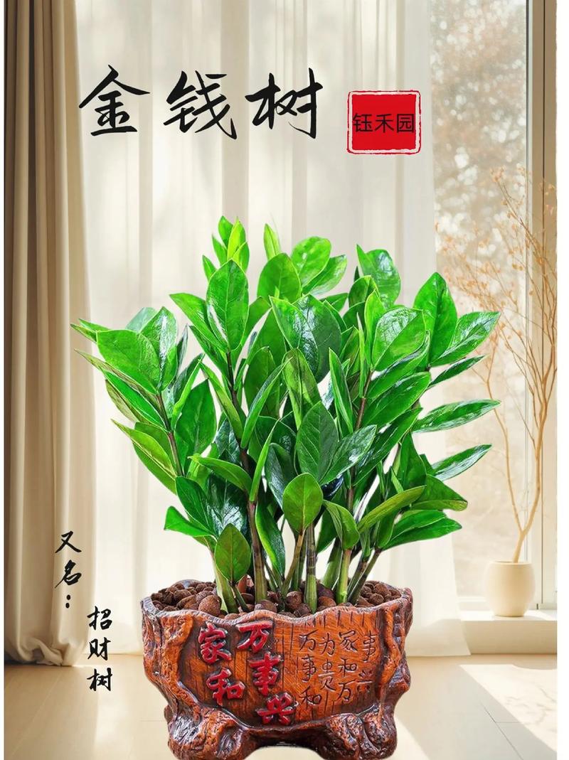 金钱树如何分株，金钱树怎样分株-第2张图片-优品飞百科