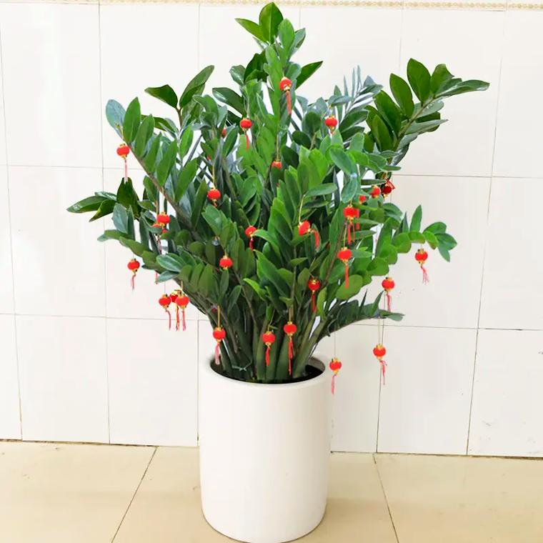 金钱树如何分株，金钱树怎样分株-第4张图片-优品飞百科