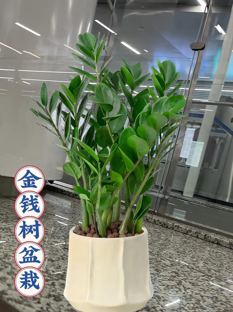 金钱树如何分株，金钱树怎样分株-第5张图片-优品飞百科