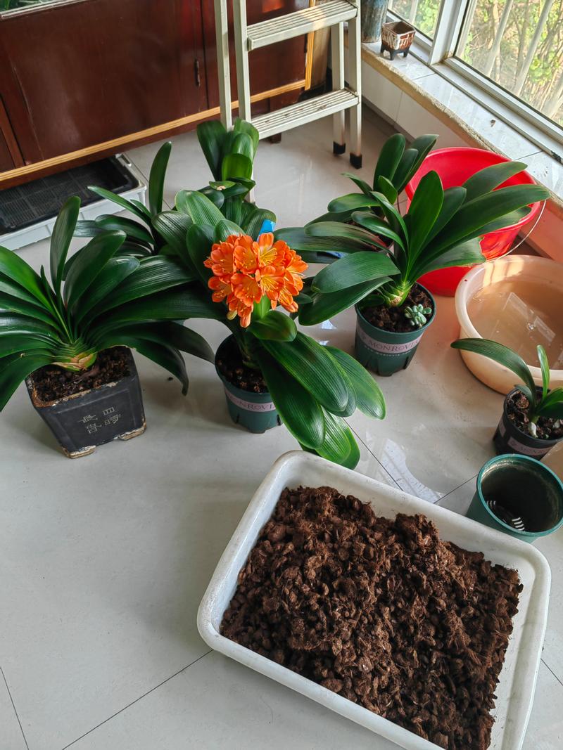 君子兰什时候换盆好，君子兰啥时候换盆比较好？