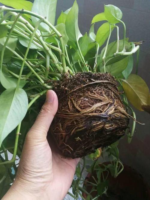 君子兰什时候换盆好，君子兰啥时候换盆比较好？-第2张图片-优品飞百科