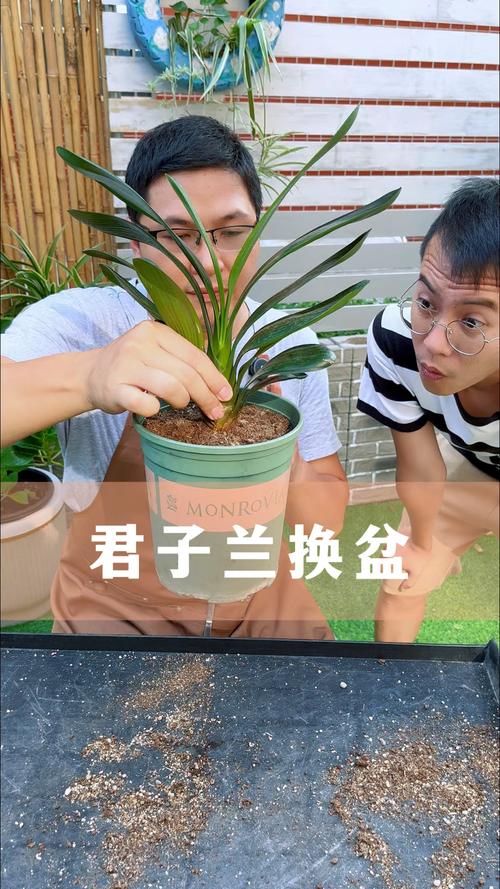 君子兰什时候换盆好，君子兰啥时候换盆比较好？-第3张图片-优品飞百科