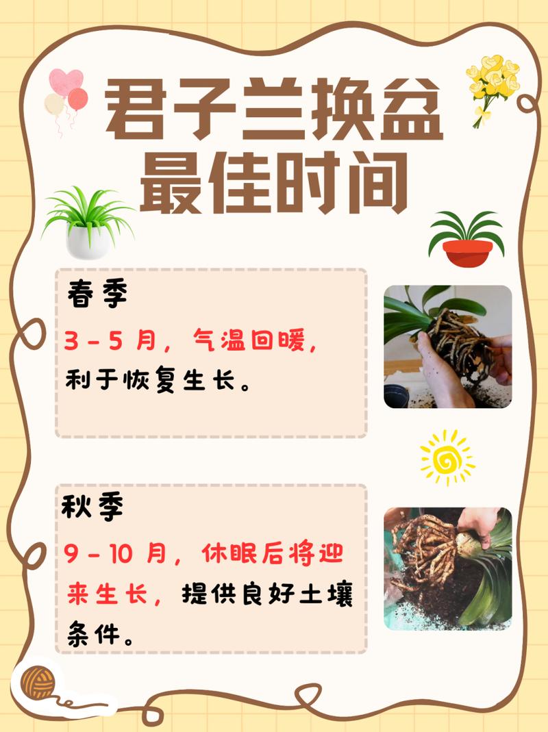 君子兰什时候换盆好，君子兰啥时候换盆比较好？-第4张图片-优品飞百科