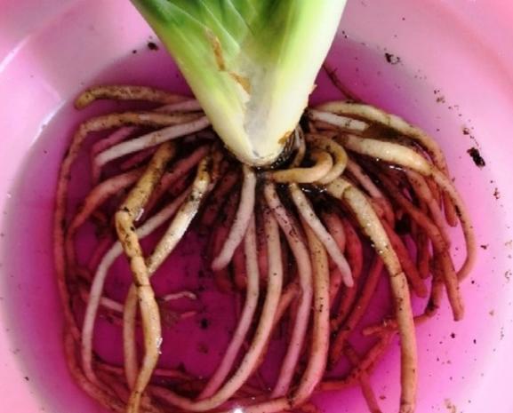 君子兰什时候换盆好，君子兰啥时候换盆比较好？-第6张图片-优品飞百科