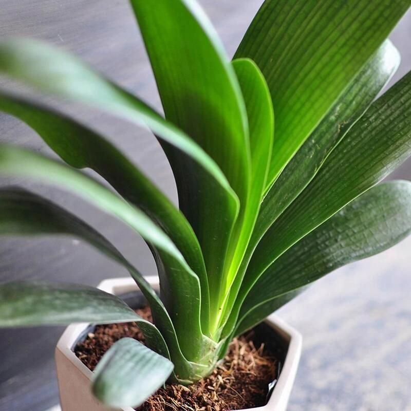 君子兰什时候换盆好，君子兰啥时候换盆比较好？-第5张图片-优品飞百科