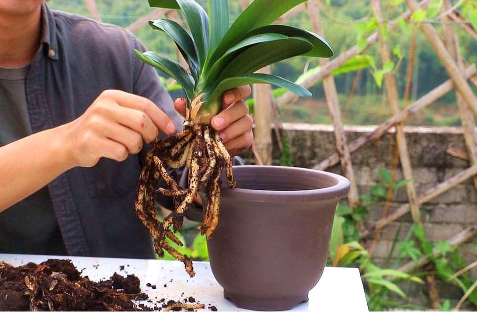 君子兰什时候换盆好，君子兰啥时候换盆比较好？-第7张图片-优品飞百科