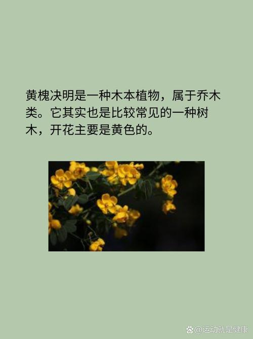 黄槐决明种子怎么种，黄槐决明花图式