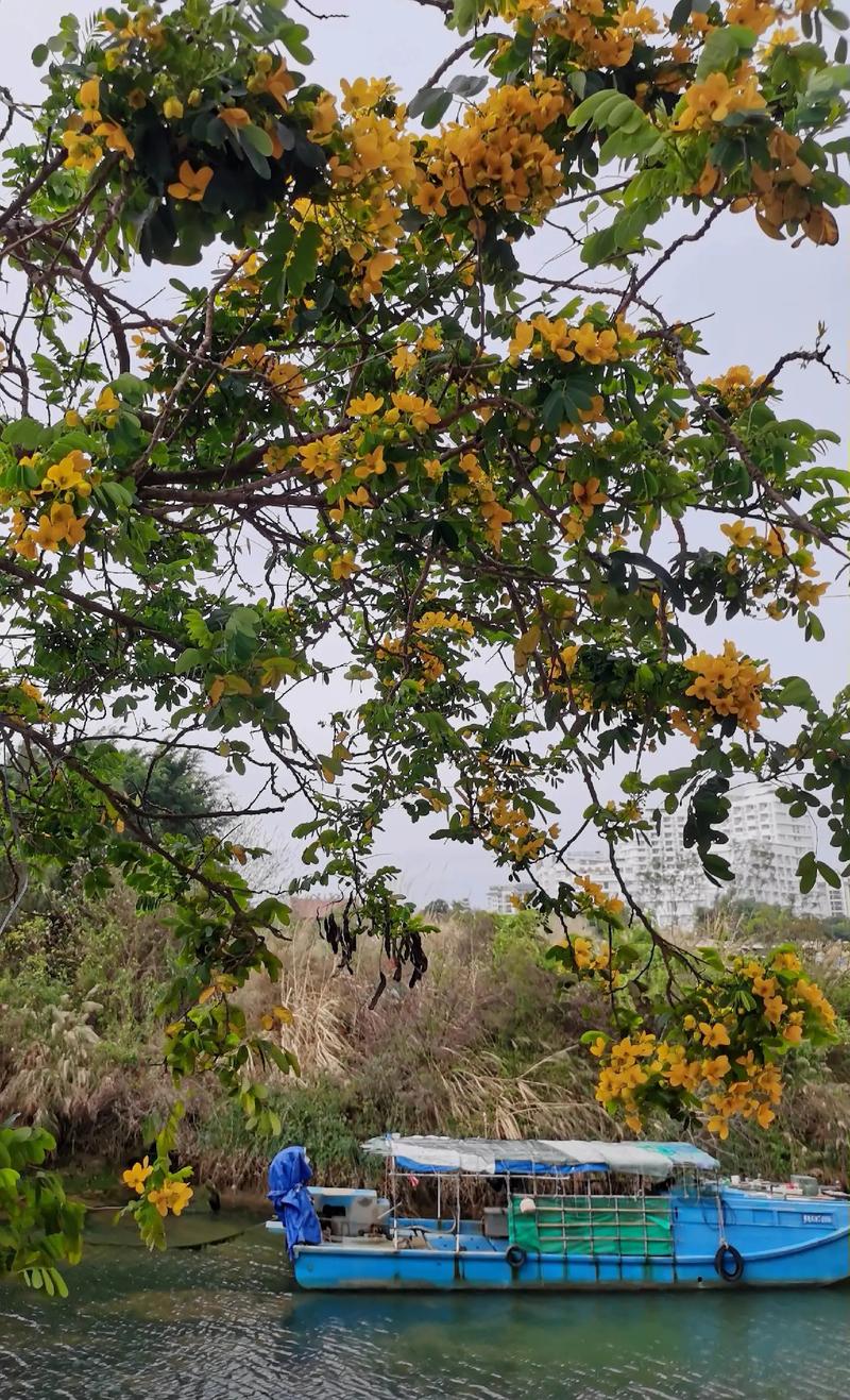 黄槐决明种子怎么种，黄槐决明花图式-第3张图片-优品飞百科