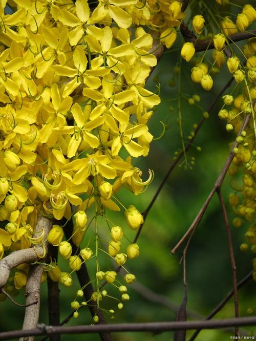 黄槐决明种子怎么种，黄槐决明花图式-第2张图片-优品飞百科