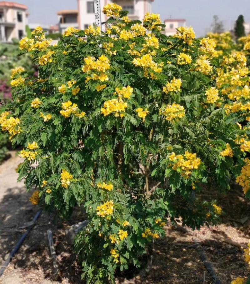 黄槐决明种子怎么种，黄槐决明花图式-第4张图片-优品飞百科