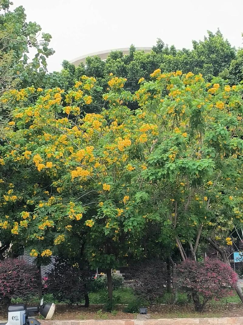 黄槐决明种子怎么种，黄槐决明花图式-第5张图片-优品飞百科