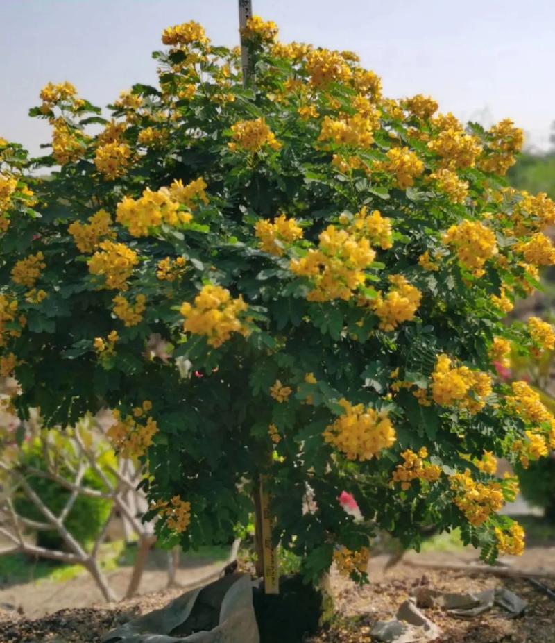 黄槐决明种子怎么种，黄槐决明花图式-第6张图片-优品飞百科
