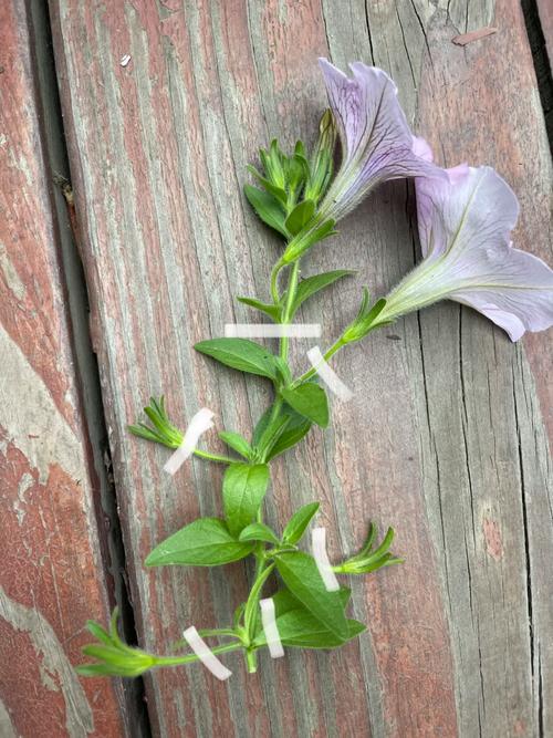 矮牵牛怎么扦插，矮牵牛扦插方法