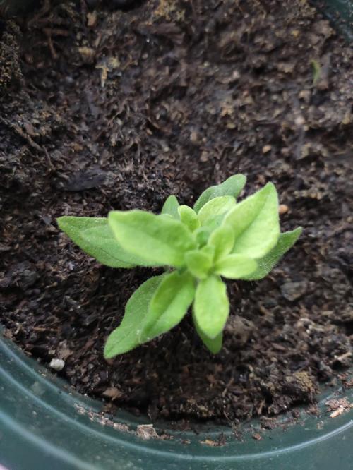 矮牵牛怎么扦插,矮牵牛扦插方法-第2张图片-优品飞百科 矮牵牛怎么扦插,矮牵牛扦插方法-第2张图片-优品飞百科