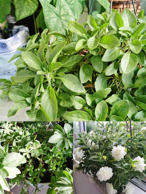 矮牵牛怎么扦插,矮牵牛扦插方法-第3张图片-优品飞百科 矮牵牛怎么扦插,矮牵牛扦插方法-第3张图片-优品飞百科