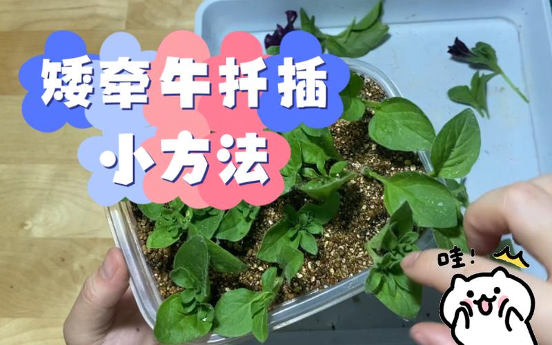 矮牵牛怎么扦插,矮牵牛扦插方法-第4张图片-优品飞百科 矮牵牛怎么扦插,矮牵牛扦插方法-第4张图片-优品飞百科