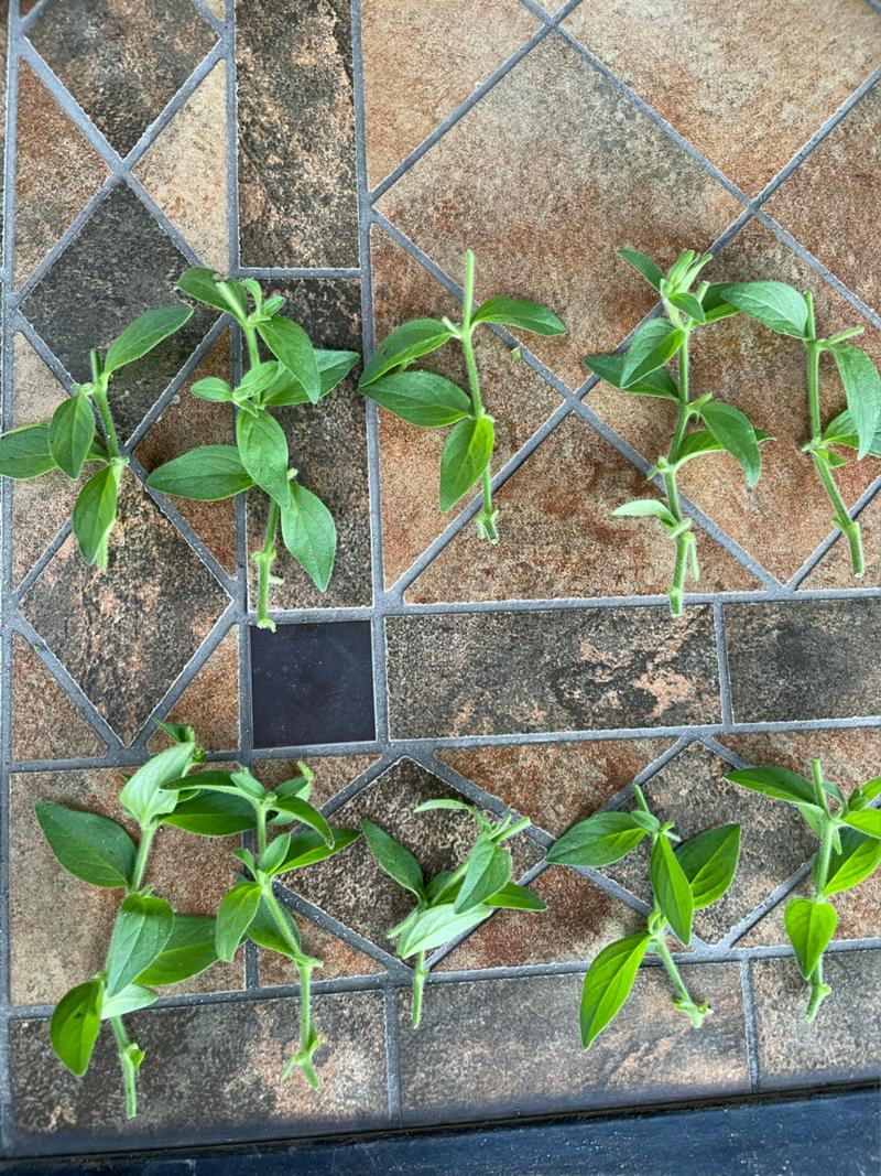 矮牵牛怎么扦插,矮牵牛扦插方法-第5张图片-优品飞百科 矮牵牛怎么扦插,矮牵牛扦插方法-第5张图片-优品飞百科