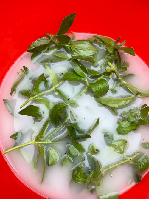 矮牵牛怎么扦插,矮牵牛扦插方法-第6张图片-优品飞百科 矮牵牛怎么扦插,矮牵牛扦插方法-第6张图片-优品飞百科