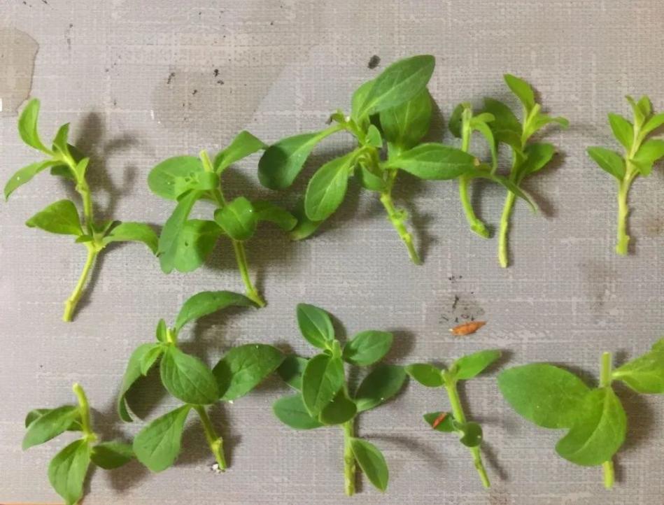 矮牵牛怎么扦插,矮牵牛扦插方法-第7张图片-优品飞百科 矮牵牛怎么扦插,矮牵牛扦插方法-第7张图片-优品飞百科