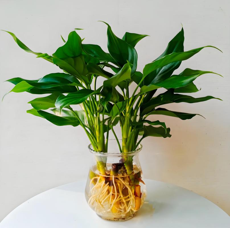 广东万年青用什么肥料，广东万年青用什么肥长的茂盛