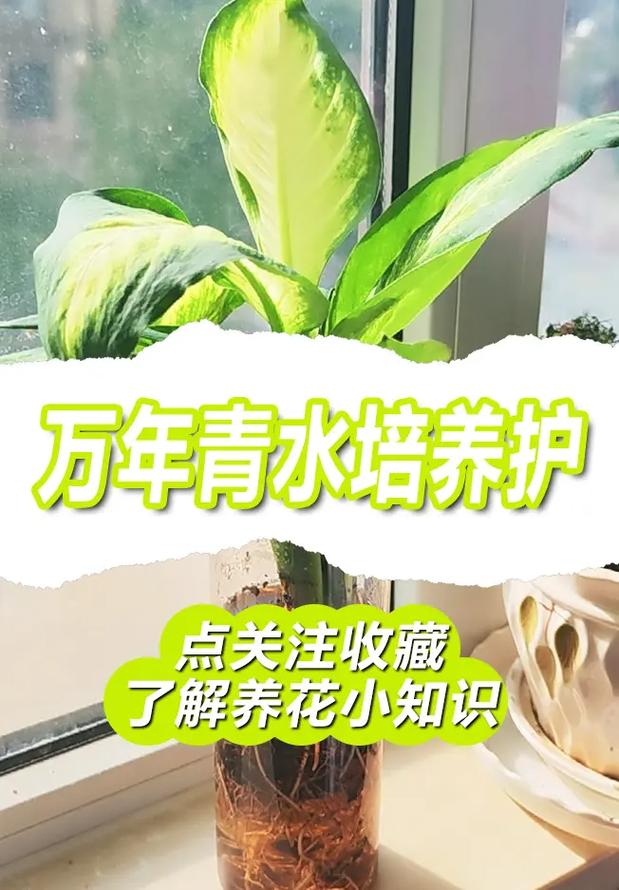 广东万年青用什么肥料，广东万年青用什么肥长的茂盛-第4张图片-优品飞百科
