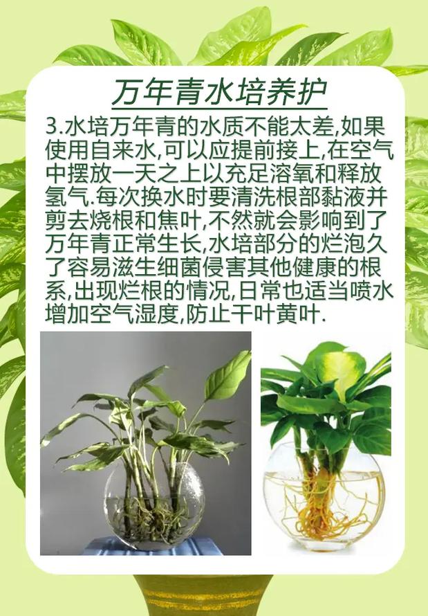 广东万年青用什么肥料，广东万年青用什么肥长的茂盛-第6张图片-优品飞百科