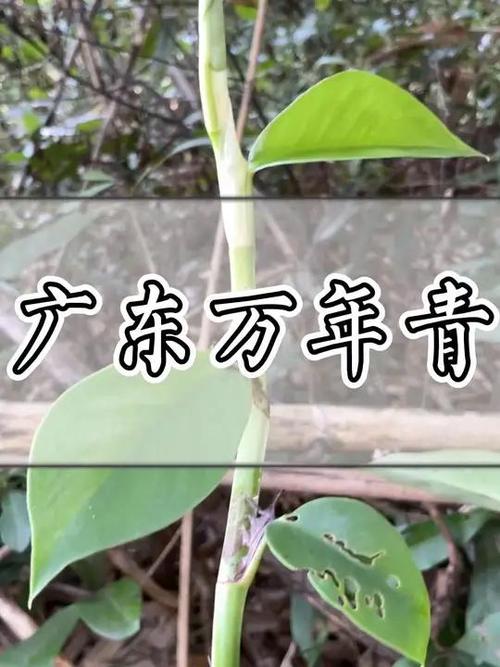 广东万年青用什么肥料，广东万年青用什么肥长的茂盛-第7张图片-优品飞百科