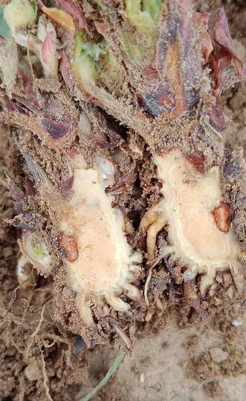 倒挂金钟烂根了怎么办？倒挂金钟烂根的表现形式？