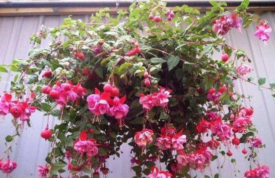 倒挂金钟烂根了怎么办？倒挂金钟烂根的表现形式？-第2张图片-优品飞百科