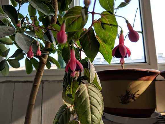 倒挂金钟烂根了怎么办？倒挂金钟烂根的表现形式？-第4张图片-优品飞百科